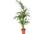 Kentia - Howea Forsteriana - Altezza 130-140Cm - ⌀21Cm