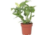 Mini Monstera - Rhaphidophora Tetrasperma - Altezza 20-30Cm - ⌀12Cm