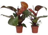 Filodendro - 2 Pezzi - Philodendron 'Sun Light' - Altezza 20-30Cm - ⌀12Cm
