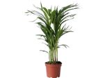 Palma Areca - Dypsis Lutescens - Altezza 60-70Cm - ⌀17Cm