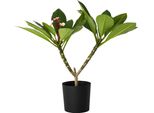 Frangipani - Plumeria Rubra 'Rosa' - Altezza 55-70Cm - ⌀17Cm