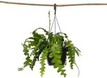 Cactus Lisca Di Pesce - Epiphyllum 'Anguliger' - Altezza 30-40Cm - ⌀15Cm