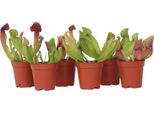 Pianta Carnivora - 6 Pezzi - Sarracenia Purpurea - Altezza 15-20Cm - ⌀5,5Cm