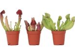 Pianta Carnivora - 3 Pezzi - Sarracenia Purpurea - Altezza 10Cm - ⌀5,5Cm