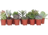 Piante Succulente - 12 Pezzi - Succulent Mix - Altezza 5-10Cm - ⌀5,5Cm