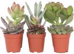 Piante Succulente - 6 Pezzi - Succulent Mix - Altezza 5-10Cm - ⌀5,5Cm