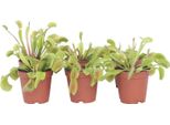 Venere Acchiappa Mosche - 6 Pezzi - Dionaea Muscipula - Altezza 5-15Cm - ⌀5,5Cm