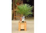 Palma Della Canapa Cinese Di Circa 50 Cm Trachycarpus Fortunei