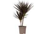 Dracena - Dracaena Marginata 'Magenta' - Altezza 70-80Cm - ⌀17Cm