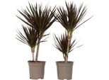 Dracena - 2 Pezzi - Dracaena Marginata 'Magenta' - Altezza 70-80Cm - ⌀17Cm