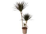 Dracena - Dracaena Marginata 'Magenta' - Altezza 110-130Cm - ⌀24Cm