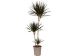 Dracena - Dracaena Marginata - Altezza 110-130Cm - ⌀24Cm