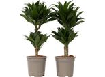 Dracena - 2 Pezzi - Dracaena Surculosa - Altezza 50-65Cm - ⌀17Cm