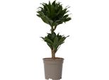 Dracena - Dracaena Surculosa - Altezza 50-65Cm - ⌀17Cm