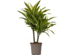 Dracena - Dracaena Deremensis 'Lemon Lime' - Altezza 60-70Cm - ⌀17Cm