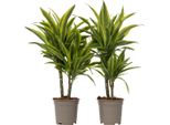 Dracena - 2 Pezzi - Dracaena Deremensis 'Lemon Lime' - Altezza 60-70Cm - ⌀17Cm