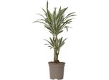 Dracena - Dracaena Deremensis 'White Stripe' - Altezza 60-70Cm - ⌀17Cm