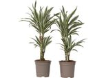 Dracena - 2 Pezzi - Dracaena Deremensis 'White Stripe' - Altezza 60-70Cm - ⌀17Cm