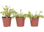 Venere Acchiappa Mosche - 3 Pezzi - Dionaea Muscipula - Altezza 5-15Cm - ⌀5,5Cm