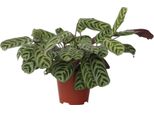 Pianta Da Letto A Spina Di Pesce - Ctenanthe 'Burle-Marxii' - A30-40Cm - ⌀14Cm