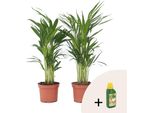 Palma Areca - 2 Pezzi - Dypsis Lutescens - Altezza 60-70Cm - ⌀17Cm