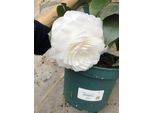 Camellia Japonica - Japanische Kamelie Wei§ Im 3-Liter-Container 40-50 Cm
