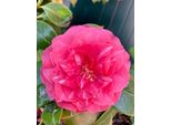 Camellia Japonica - Camelia Giapponese Rosa - Contenitore Da 50-60 Cm