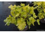 6 X Heuchera 'Lime Marmelade'®- Campanula Viola - Vaso 9X9 Cm