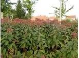 6 X Eupatorium Maculatum 'Riesenschirm' - Azalea Acquatica Grande - Vaso 9X9 Cm