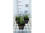 6 X Calamagrostis Epigejos - Erba Cavallina - Vaso 9X9 Cm