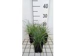 6 X Carex Flacca ( Glauca) - Carice Blu-Verde - Vaso 9X9 Cm