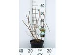 Azalea Knaphill - Weib - Azalea Giapponese Weib 40-50 Cm - Contenitore