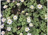 6 X Anemone Blanda 'White Splendour' In Vaso 9X9 Cm