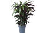 Calatea - Calathea 'Wavestar' - Altezza 90Cm - ⌀27Cm