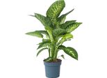 Pianta Dieffenbachia - Dieffenbachia 'Tropic' - Altezza 70-80Cm - ⌀24Cm