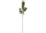 Countryfield Fiore Artificiale Giocattolo Asparagus Verde 73Cm