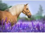 Puzzle Dell'uccellino Azzurro Cavallo In Un Campo Di Lupini - 300 Pezzi
