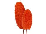Decorazione Luffa Arancione Grande Su Stecco 25 Pezzi