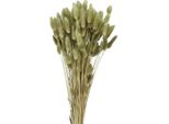 Lagurus Erba Coda Di Lepre Essiccata Oliva 65-70Cm 100G Boho Deco Fiori Secchi