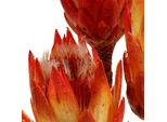 Protea Repens Red 25 Pezzi - Decorazione Con Fiori Secchi Esotici Dal Sudafrica, 25 Pezzi