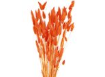 Lagurus Fiori Secchi Decorativi Erba Vellutata Per Fioristi E Decorazioni Da Tavola