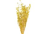 Fiori Secchi Di Cardo Fragola Decorativi Per Decorazioni Boho E Composizioni Floreali