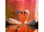 Grafika Puzzle Swans - 1000 Pezzi Puzzle Adulti