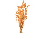 Soffice Erba Secca Per Decorazioni Creative E Composizioni Floreali