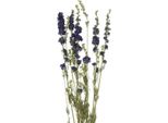 Delphinium Blu Essiccato - Delphinium Essiccato, 64Cm 25G