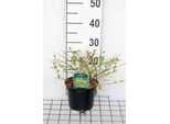 Abelia Grand. 'Hopleys'® - Abelia Grandiflora Hopleys 25- 30 Cm In Contenitore
