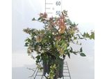 Abelia Grandiflora - Abelie Cinese 25- 30 Cm In Contenitore