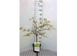 Acer Palmato 'Dissectum' - Acero A Ventaglio 40- Contenitore Da 50 Cm