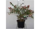 Abelia Grandiflora - Abelie Cinese 40-60 Cm In Contenitore