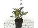 Berberis Buxifolia 'Nana' - Crespino A Foglie Di Buxus Contenitore Da 20 A 25 Cm
